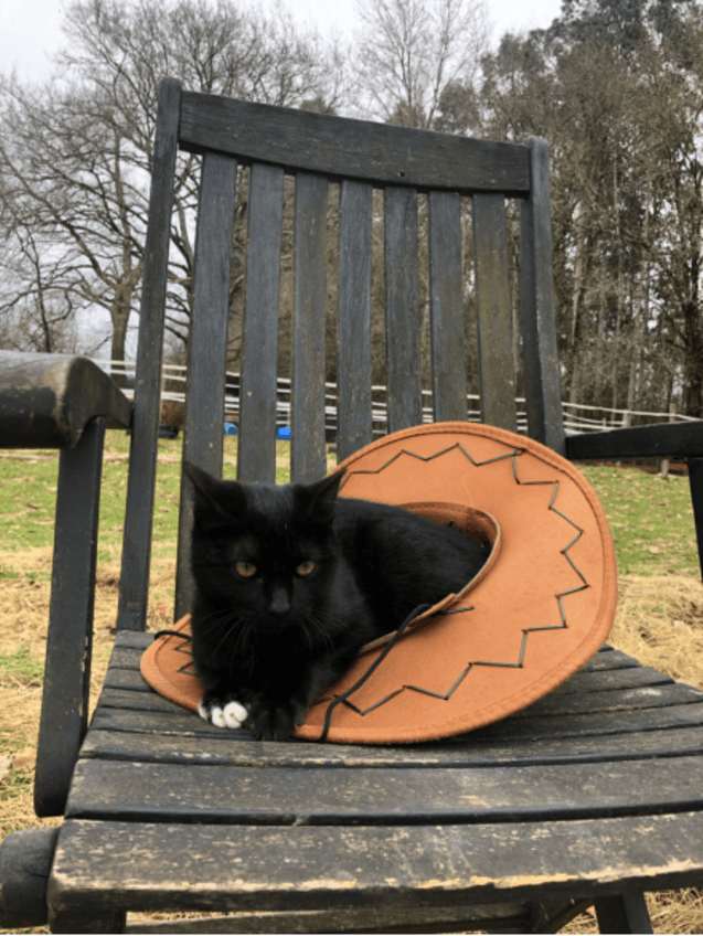 Miniatura del documento Razas-de-gatos.pdf