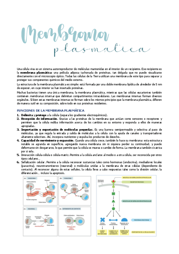 Miniatura del documento 4.-MEMBRANA-PLASMATICA.pdf