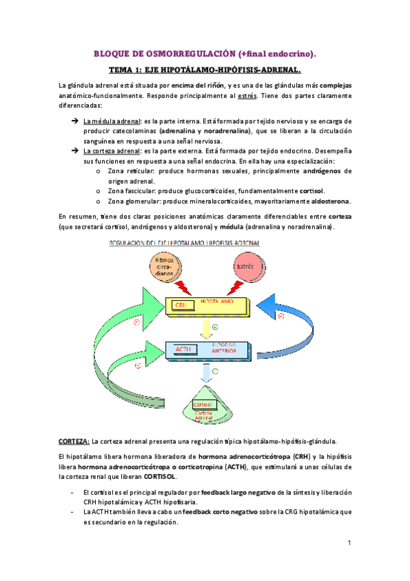 Miniatura del documento Bloque-osmorregulacionCOMPLETO.pdf