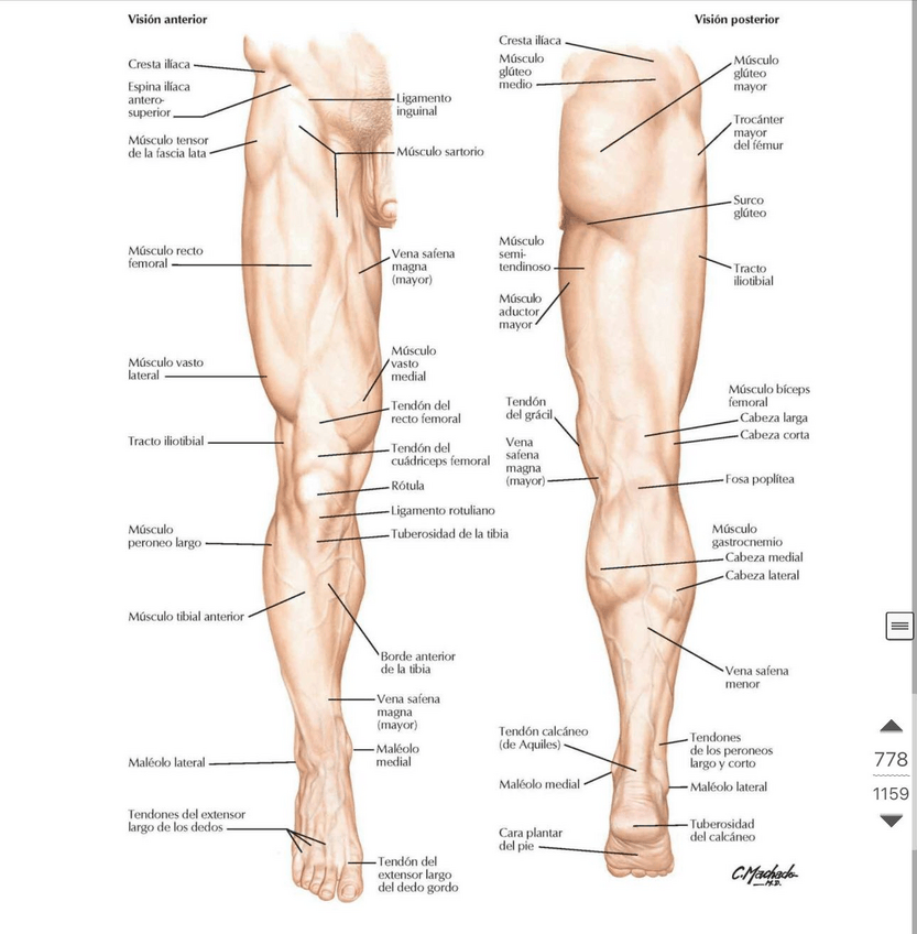 Miniatura del documento Miembro-inferior.pdf