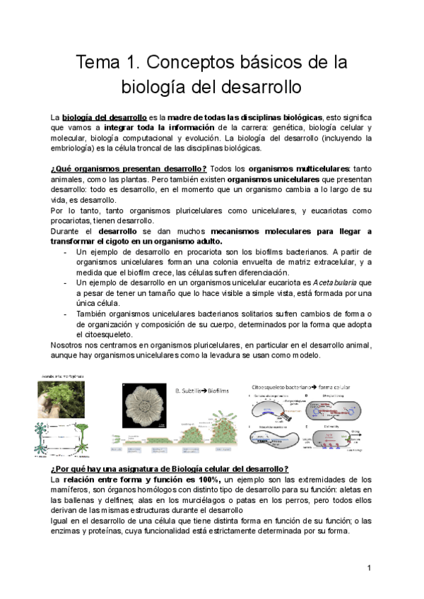 Miniatura del documento Tema-1.-Conceptos-basicos-de-la-biologia-del-desarrollo.pdf