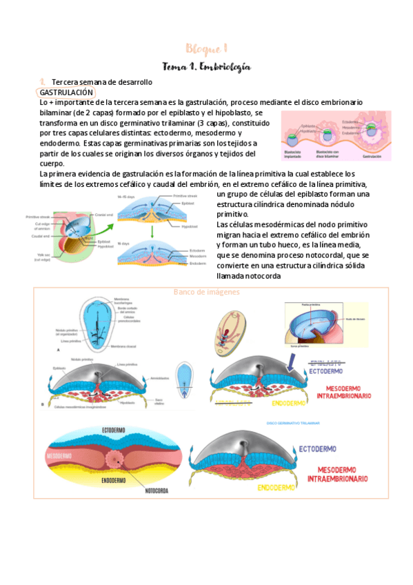 Miniatura del documento BLOQUE-I-tema-1.-embriologia.pdf