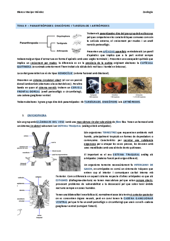 Miniatura del documento TEMA-9-PANARTROPODES-I-ARTROPODES.pdf