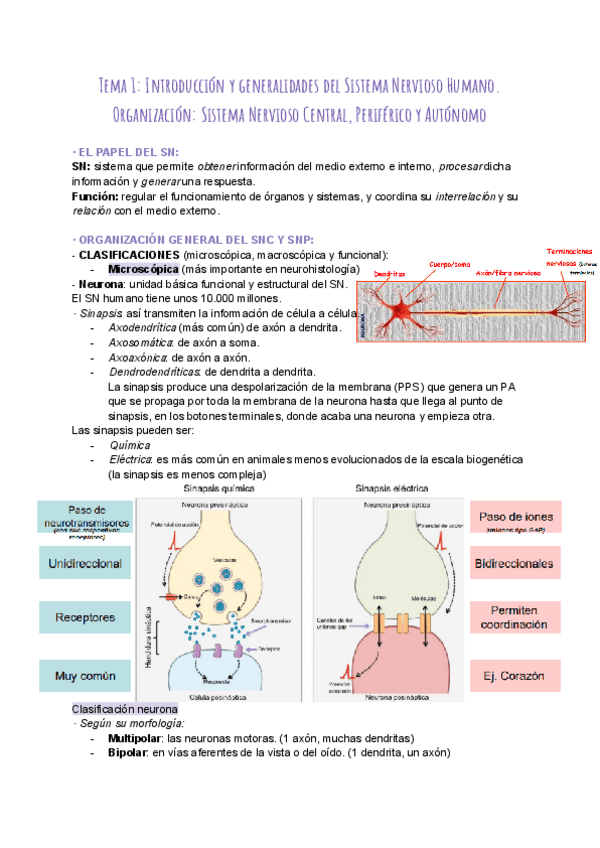 Miniatura del documento Tema-1-Introduccion-y-generalidades-del-Sistema-Nervioso-Humano.-Organizacion-Sistema-Nervioso-Central-Periferico-y-Autonomo.pdf