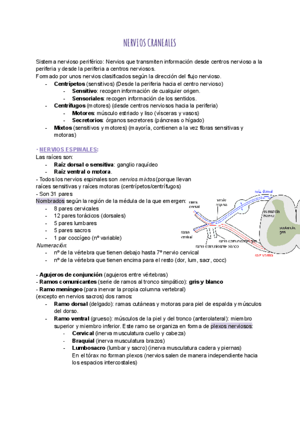 Miniatura del documento Tema-26.-Nervios-craneales-y-espinales.pdf