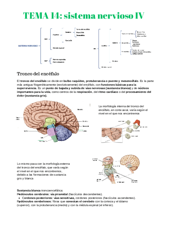 Miniatura del documento anatomia-2-14-19.pdf
