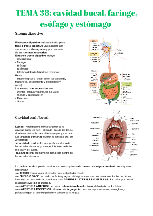 Miniatura del documento anatomia-2-38-41.pdf