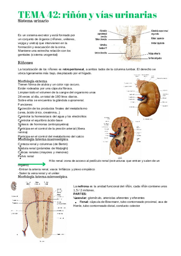 Miniatura del documento anatomia-2-42-44.pdf