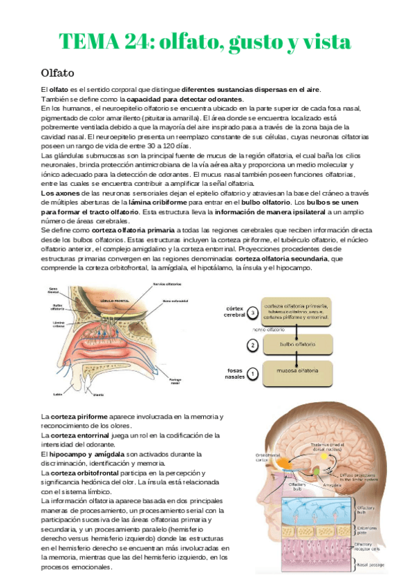 Miniatura del documento anatomia-2-23-37.pdf