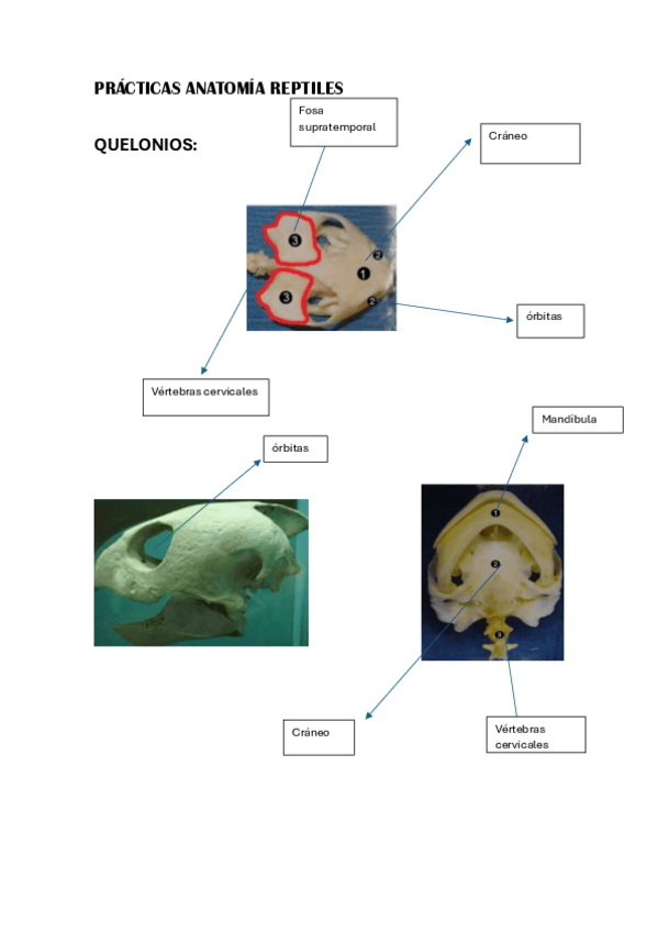 Miniatura del documento PRACTICAS-EXOTICOS-REPTILES.pdf