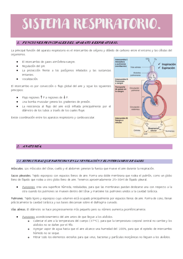 Miniatura del documento Sistema-respiratorio..pdf