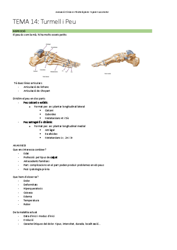 Miniatura del documento TEMA-14-Exploracio-turmell-i-peu.pdf