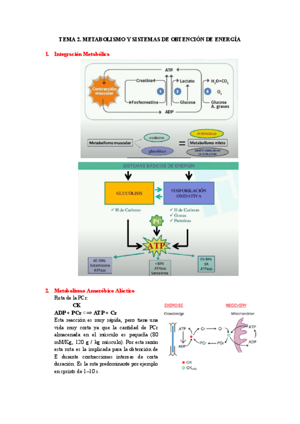Miniatura del documento TEMA-2-METABOLISMO-Y-SISTEMAS-DE-OBTENCION-DE-ENERGIA.pdf