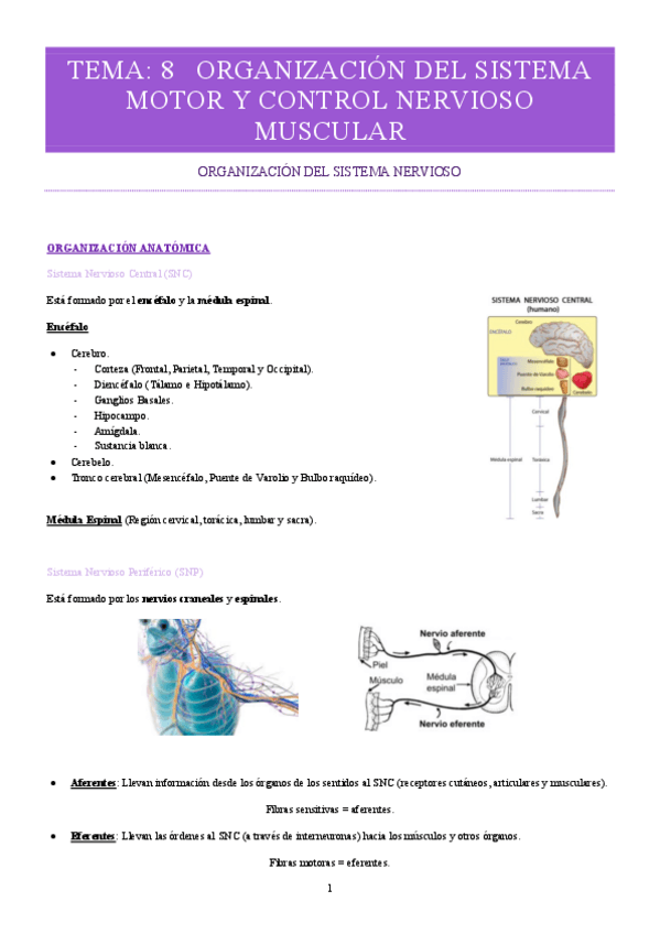 Miniatura del documento TEMA-8-ORGANIZACION-DEL-SISTEMA-NEUROMOTOR-Y-CONTROL-NERVIOSO-MUSCULAR.pdf