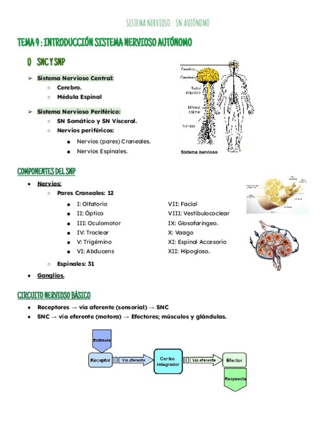 Miniatura del documento Temas 9-14: Sistema Nervioso.pdf