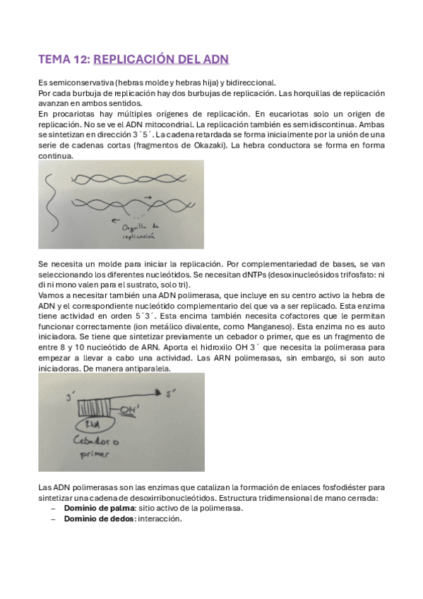 Miniatura del documento TEMA-12-REPLIACION-DEL-ADN.pdf