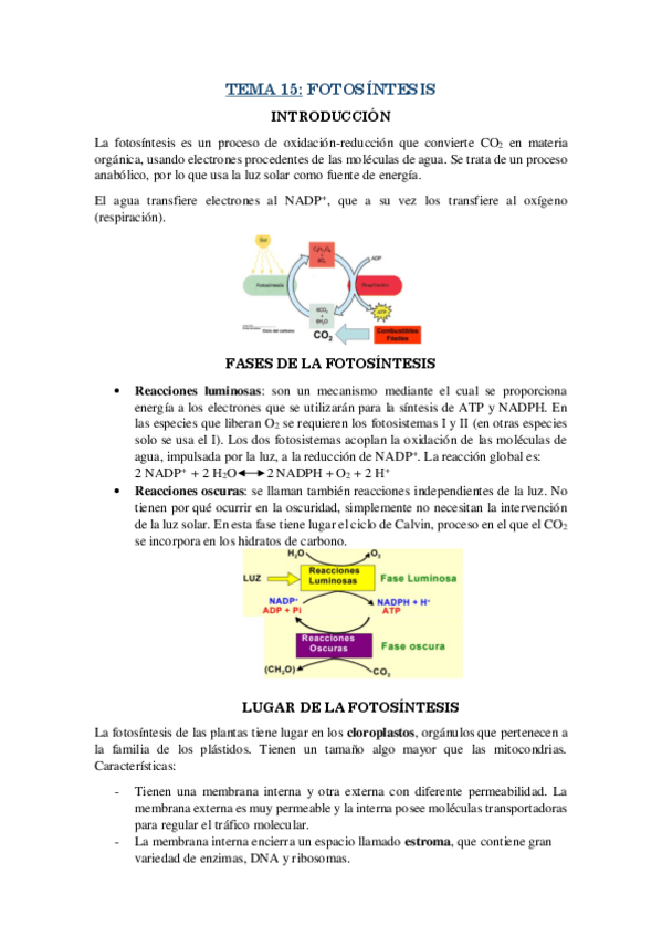 Miniatura del documento RESUMEN-T15.pdf