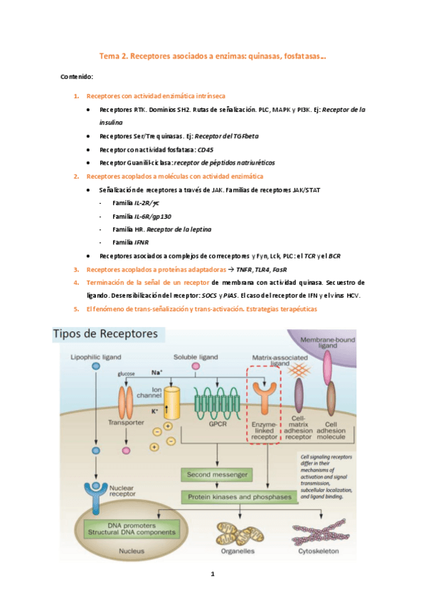 Miniatura del documento Tema 2.pdf