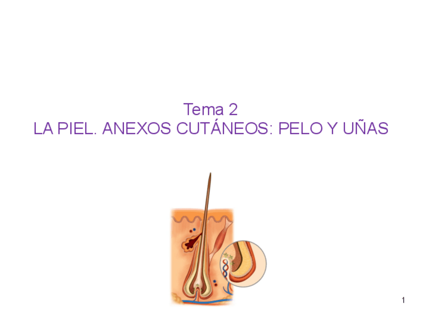 Miniatura del documento Anexos-Cutaneos.pdf