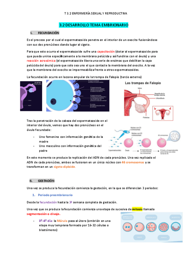 Miniatura del documento T-3.2-SyR-Desarrollo-embrionario-def..pdf