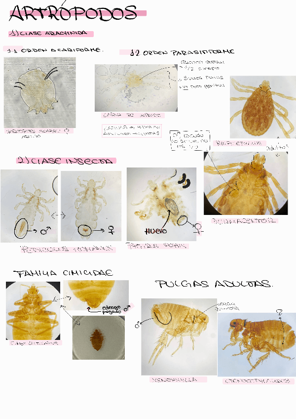 Miniatura del documento PRACTICAS-FOTOS-DE-TODOS-LOS-PARASITOS-CON-NOMBRE.pdf