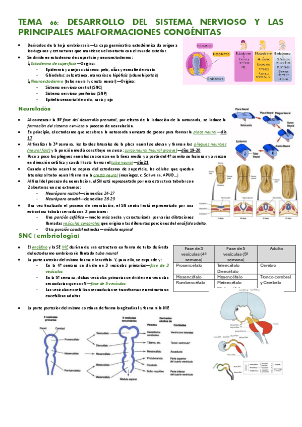 Miniatura del documento Tema-66-Desarrollo-del-sistema-nervioso-y-principales-malformaciones-congenitas.pdf
