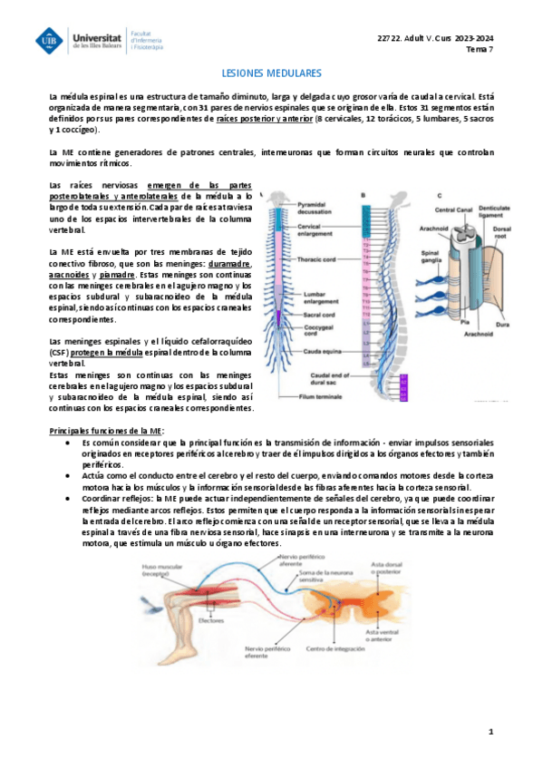 Miniatura del documento ADULT-V-TEMA-7.pdf