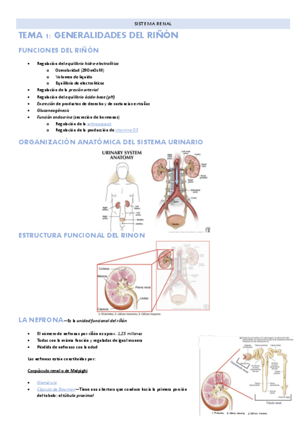 Miniatura del documento Tema-1-Sistema-renal-Generalidades-del-rinon.pdf