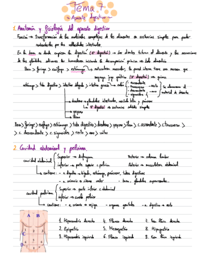Miniatura del documento Apuntes-Anatomia-T7.pdf