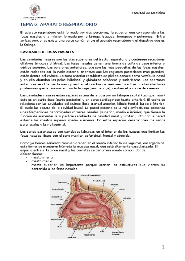 Miniatura del documento TEMA 6 teoria.docx