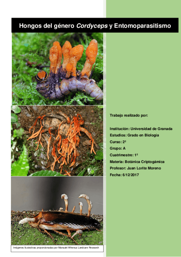 Miniatura del documento Hongos Entomopatógenos (Cordyceps).docx