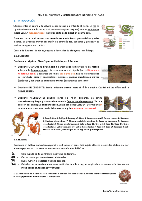 Miniatura del documento EyF-III-T14-Digestivo-V-Intestino-delgado-I.pdf
