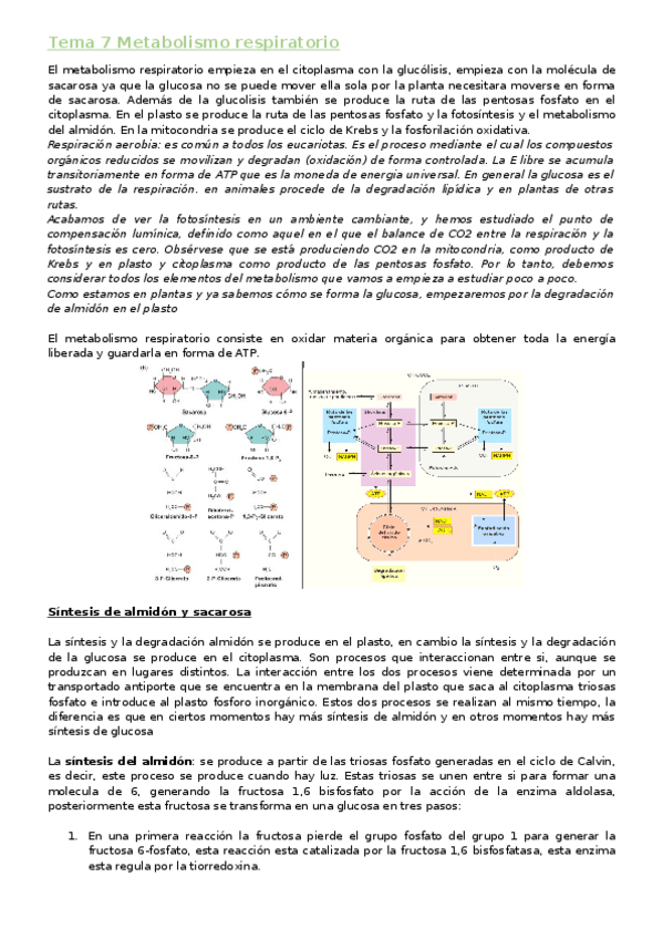 Miniatura del documento Tema 7 Metabolismo respiratorio.docx