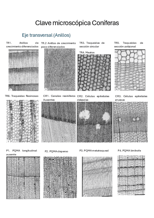 Miniatura del documento Clave-microscopica-Coniferas.pdf
