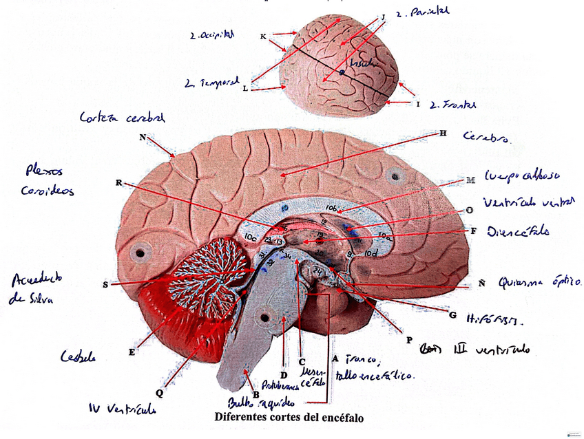 Miniatura del documento Modulos-anatomia.pdf