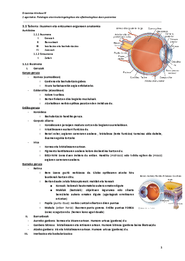 Miniatura del documento 1.1-Tailerra-ikusmen-eta-entzumen-organoen-anatomia-Documentos-de-Google.pdf