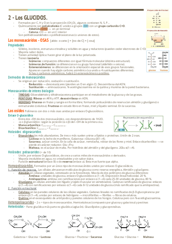 Miniatura del documento Apuntes-T2-los-glucidos.pdf.pdf