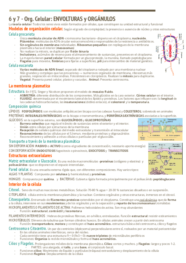 Miniatura del documento Apuntes-T6-y-7-organizacion-celular.pdf
