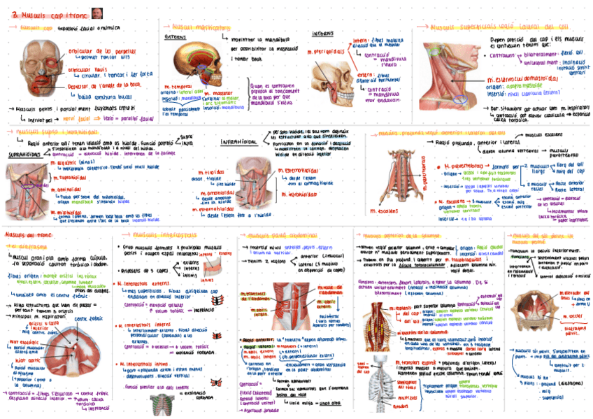 Miniatura del documento Musculs-del-cap-i-del-tronc.pdf