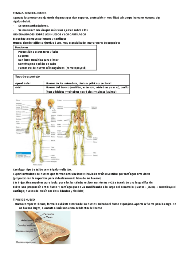 Miniatura del documento resumen-TODO-anatomia.pdf