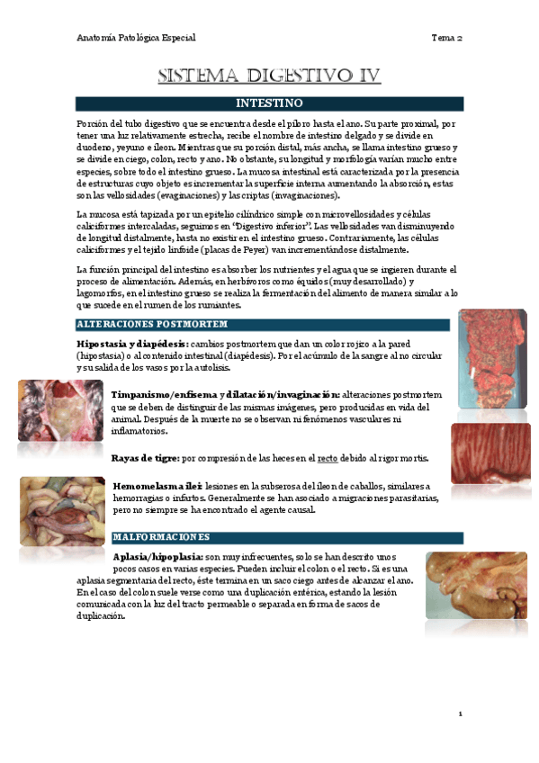 Miniatura del documento 2.4.-Sistema-digestivo-IV.pdf
