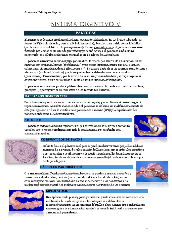 Miniatura del documento 2.5.-Sistema-digestivo-V.pdf