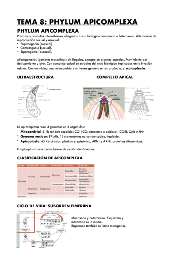 Miniatura del documento TEMA-8-PHYLUM-APICOMPLEXA-2.pdf