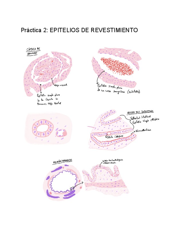Miniatura del documento CUADERNO-PRACTICAS-HISTOLOGIA.pdf