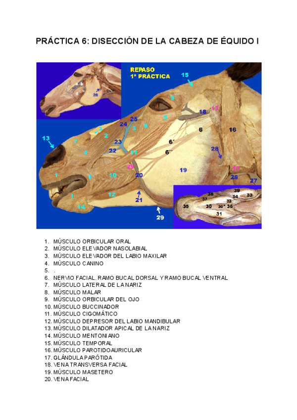 Miniatura del documento PRACTICA-6-CABEZA-EQUIDO.pdf