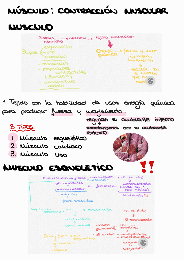 Miniatura del documento Tema-1.3.-Musculo.-contraccion-muscular.pdf