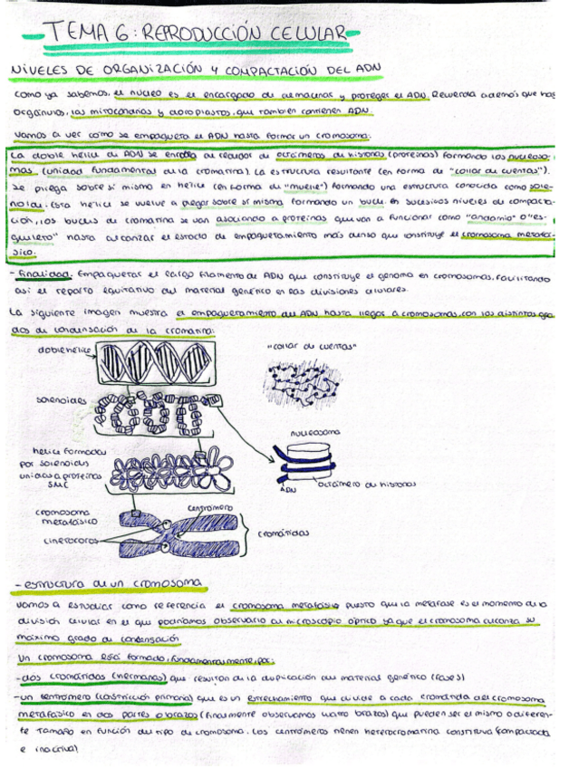 Miniatura del documento Reproduccion-celular.pdf