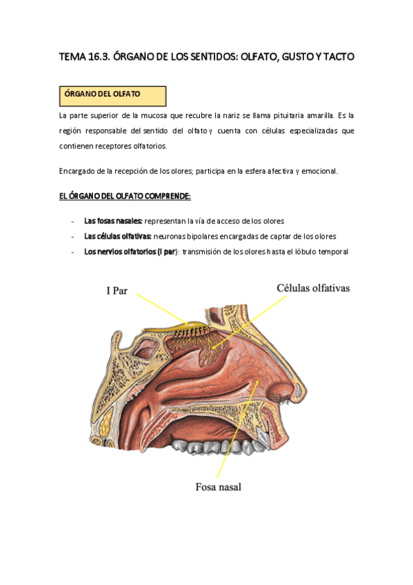 Miniatura del documento TEMA-16.3.-.-ORGANO-DE-LOS-SENTIDOS-OLFATO-GUSTO-Y-TACTO.pdf