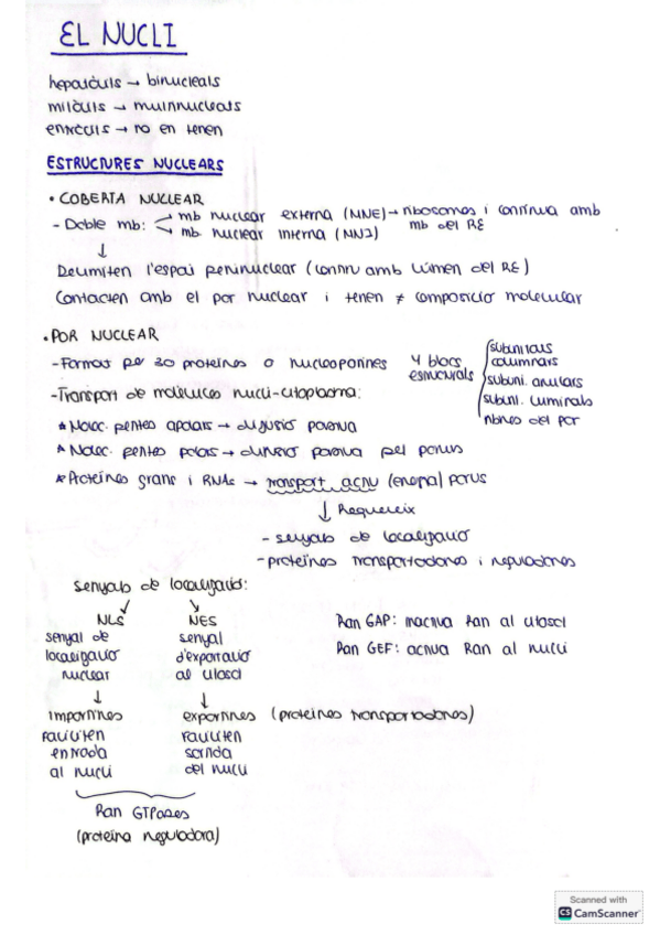 Miniatura del documento Tema-3-El-nucli.pdf