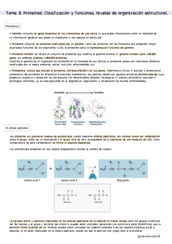 Miniatura del documento MG.-Tema-3.-Proteinas-Clasificacion-Y-Funcion.-Niveles-De-Organizacion-Estructural.-Estructuras..pdf